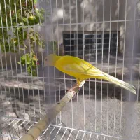قناری نر قرص زرد رسمی بلند|پرنده|اسلامشهر, شهرک سعیدیه|دیوار