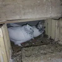 یک جفت شیخی|پرنده|شادگان, |دیوار