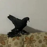 این کبوتر رفته یادگاریه‌