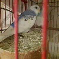 مرغ عشق