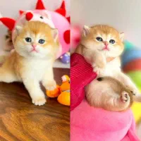 گربه اسکاتیش و بریتیش