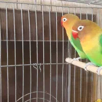 فروش طوطی برزیلی فیشر