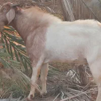 کهره چاق|حیوانات مزرعه|سعدآباد, |دیوار