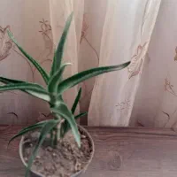 گل آپارتمانی همراه باجوانه های فراوان|گل و گیاه طبیعی|سبزوار, فیاض|دیوار