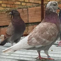 کبوتر پرشی