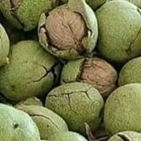 گردو با مغز سفید