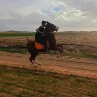 امپراطور نوی بن طوطی