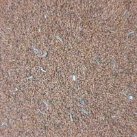 خاکشیر|خوردنی و آشامیدنی|شیراز, بریجستون|دیوار