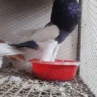 جفت ماهرو بادکنکی