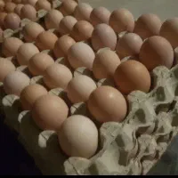 تولید و پخش تخم مرغ محلی