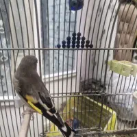 سهره کرمانی ماده آماده|پرنده|برخوار, |دیوار