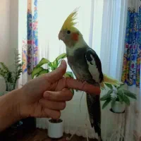 فروش پرده پذیرایی اتاق خواب و آشپزخونه|پرده، رانر، رومیزی|اطاقور, |دیوار