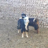 دوراس بزغاله نر|حیوانات مزرعه|تهران, افسریه شمالی|دیوار