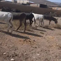 فروش الاغ|حیوانات مزرعه|پلنگ آباد, |دیوار