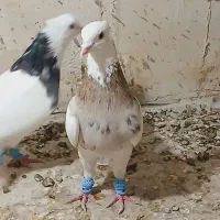 کبوتر طوقی شصتی جوجه ی هفت رنگ خطی