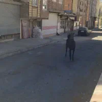 اسب و کره اسب|اسب و تجهیزات اسب‌سواری|باسمنج, |دیوار