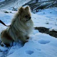 پامرانین|سگ|ابهر, |دیوار