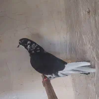 سه تا نر حسابی به شرط