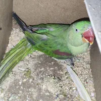 راهب پسته ای جفت مولد و شاه طوطی