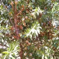 بادام شکوفه