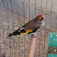 سهره نرشوربخون جفتی قناری|پرنده|یزد, |دیوار