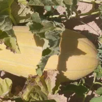 خربزه مشهدی درجه یک و دو موجوده