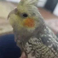 عروس هلندی نر