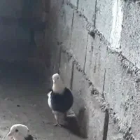 کبوتر طوقی|پرنده|جوانرود, |دیوار