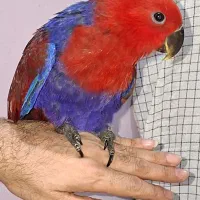 دوعدد طوطی اکلکتوس ماده ۵ماهه
