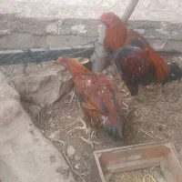 دوعدد خروس لاری ۸ماهه