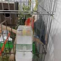 طوطی برزیلی جفت مولد و دستی|پرنده|باغستان, |دیوار