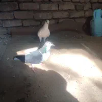 کفتر|پرنده|نیشابور, شهرک اندیشه|دیوار