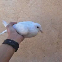 کبوتر خرقه و پلاکی|پرنده|فولادشهر, مسکن مهر فولادشهر|دیوار