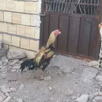 خروس لاری و مرغ|حیوانات مزرعه|الوند, |دیوار