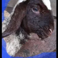 شک ورن سنجابی اصیل|حیوانات مزرعه|سرپل ذهاب, |دیوار