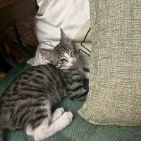 گربه گمشده|حیوانات|تهران, اختیاریه|دیوار