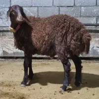 بره  پرواری