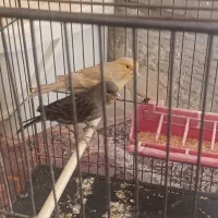 فروش سه عدد ماده قناری|پرنده|اهواز, منازل سپاه|دیوار