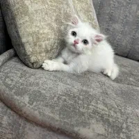 گربه اسکاتیش