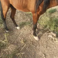 اسب نریون زیبا درشت سالم آروم هفته قبل نعل شده|اسب و تجهیزات اسب‌سواری|مشهد, شهرک مهر آباد|دیوار