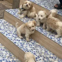پاپی|سگ|نجفآباد, یزدانشهر|دیوار