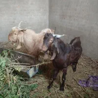 بزغاله فروشی|حیوانات مزرعه|بردسکن, |دیوار