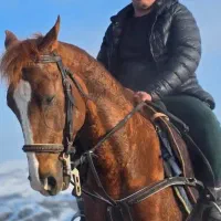 فروش فروی اسب نریان