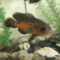 آکواریوم با کل وسایل|ماهی|اسدآباد, |دیوار