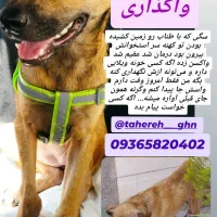 واگذاری سگ