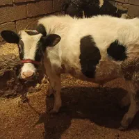 گاو و گوساله|حیوانات مزرعه|زاغه, |دیوار