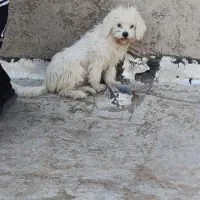 پا کوتاه|سگ|اشتهارد, |دیوار