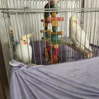 عروس هلندی لوتینو|پرنده|تهران, خزانه|دیوار