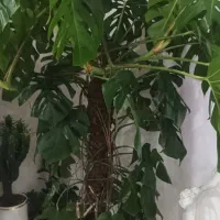 یک عدد گل انجیری بزرگ