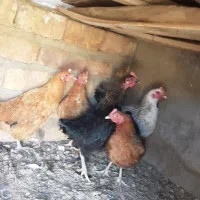 مرغ محلی جوان